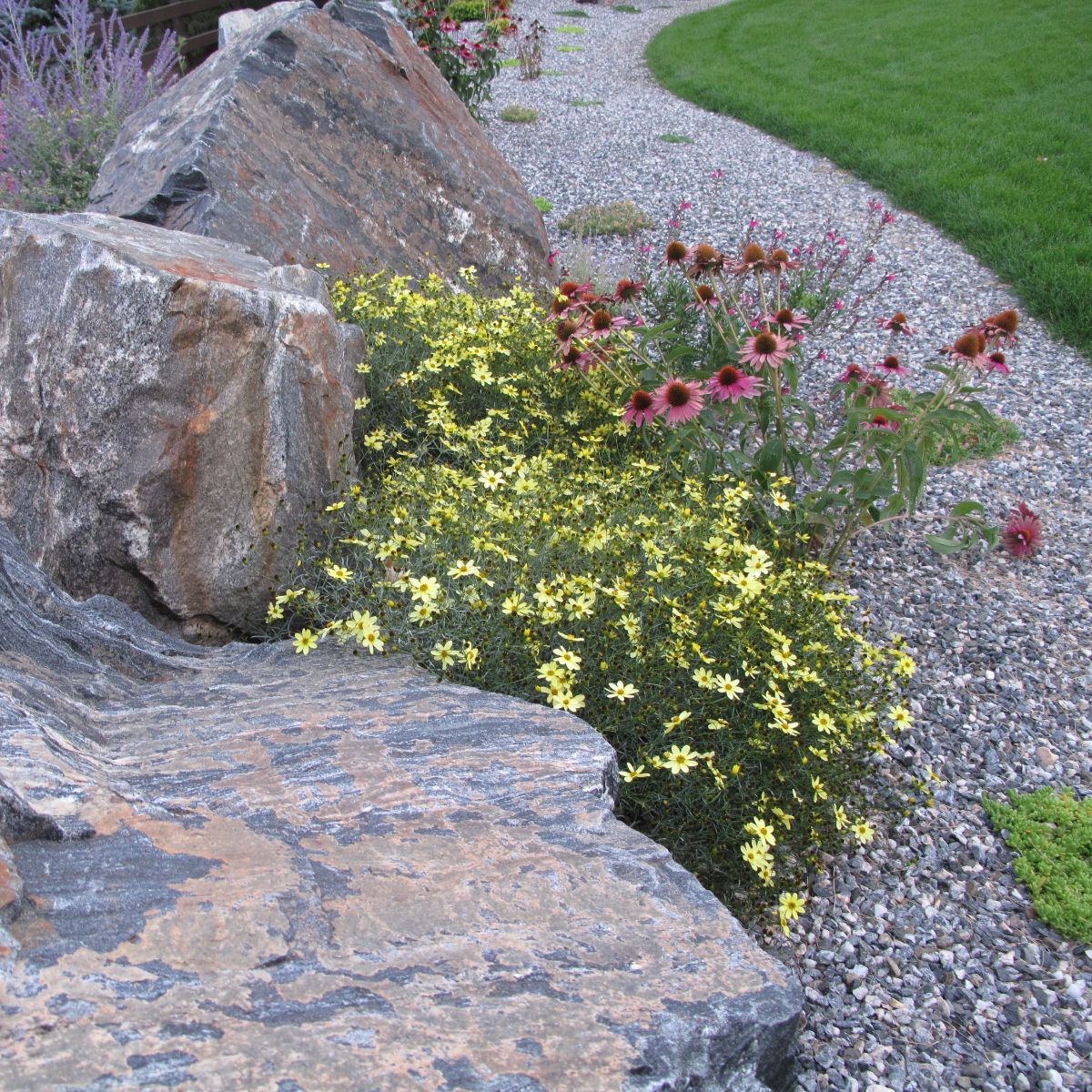 Maintained Xeriscape · Arvada, CO
