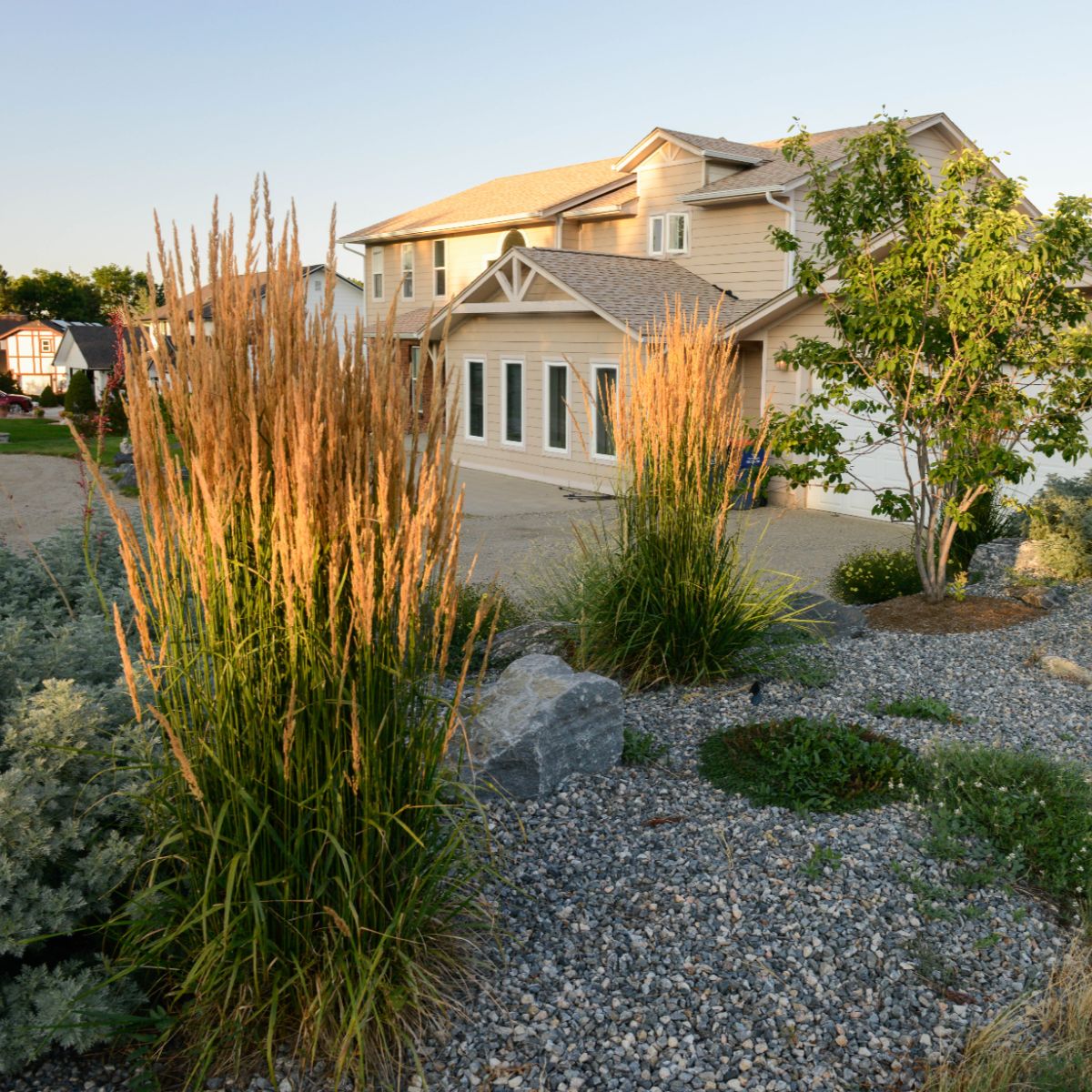 Drought tolerant native plant and habitat garden landscape near Bow Mar, CO