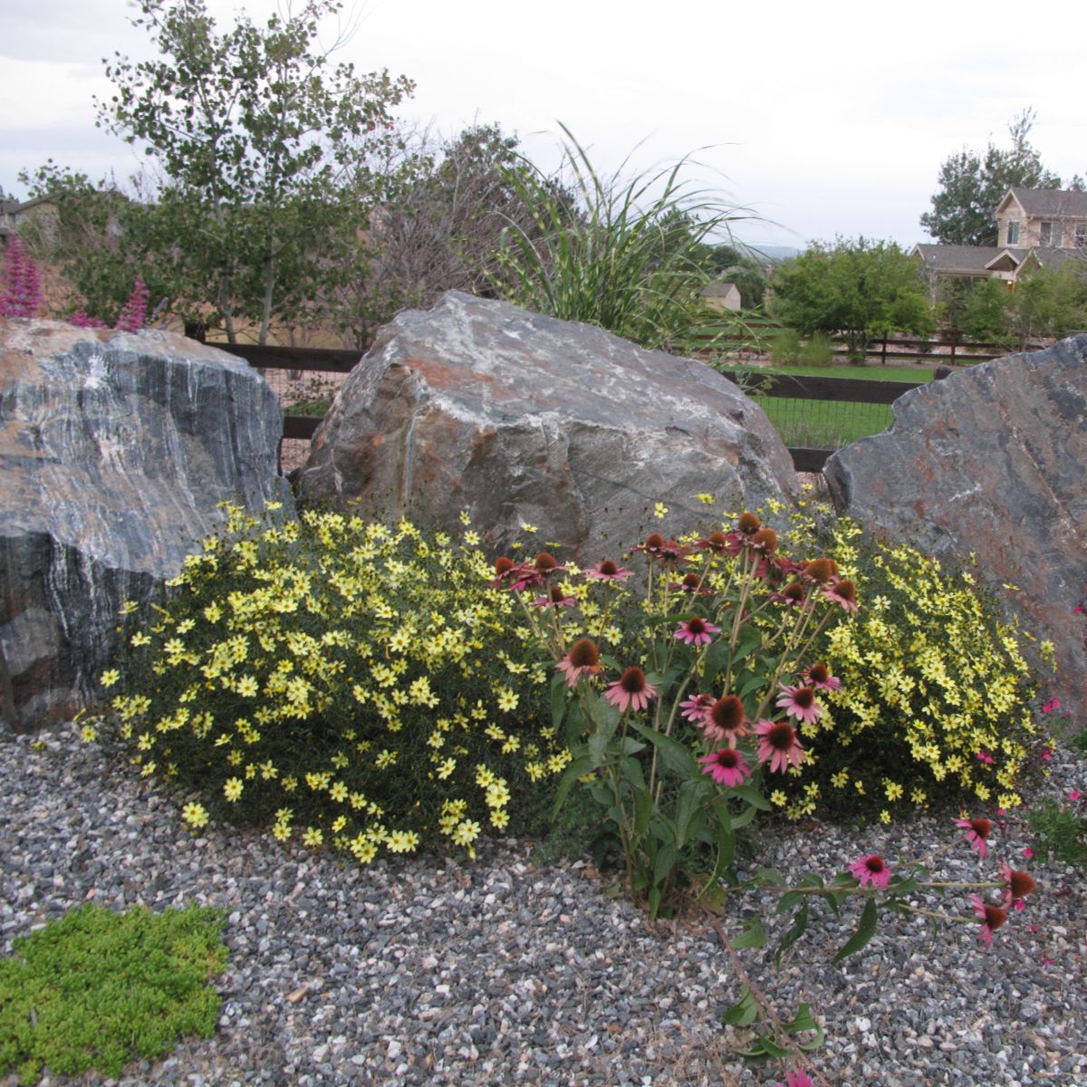 Native planting beds by Colorado Native Landscapes — Front Range, Colorado