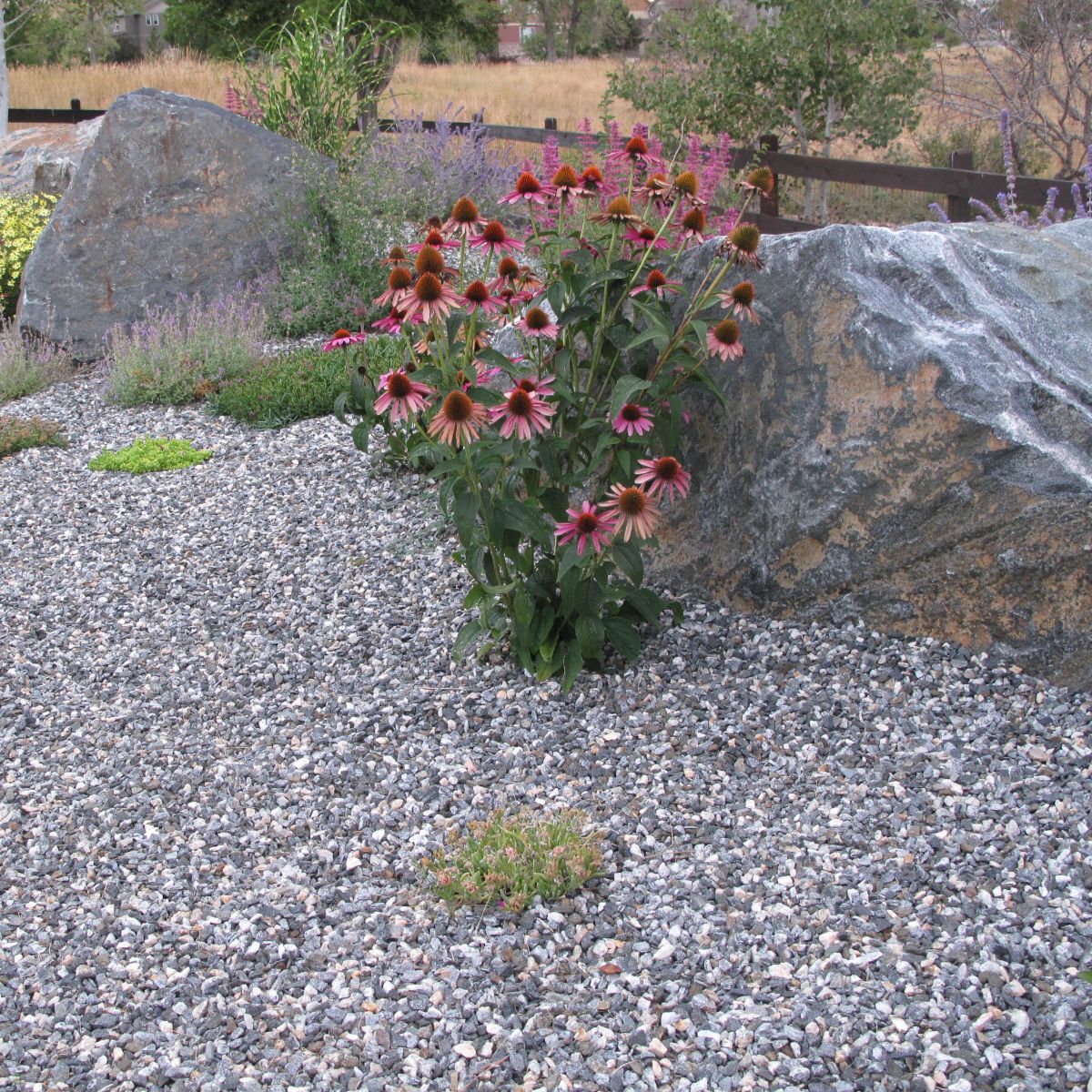 Designed drought-tolerant garden beds — Front Range, Colorado