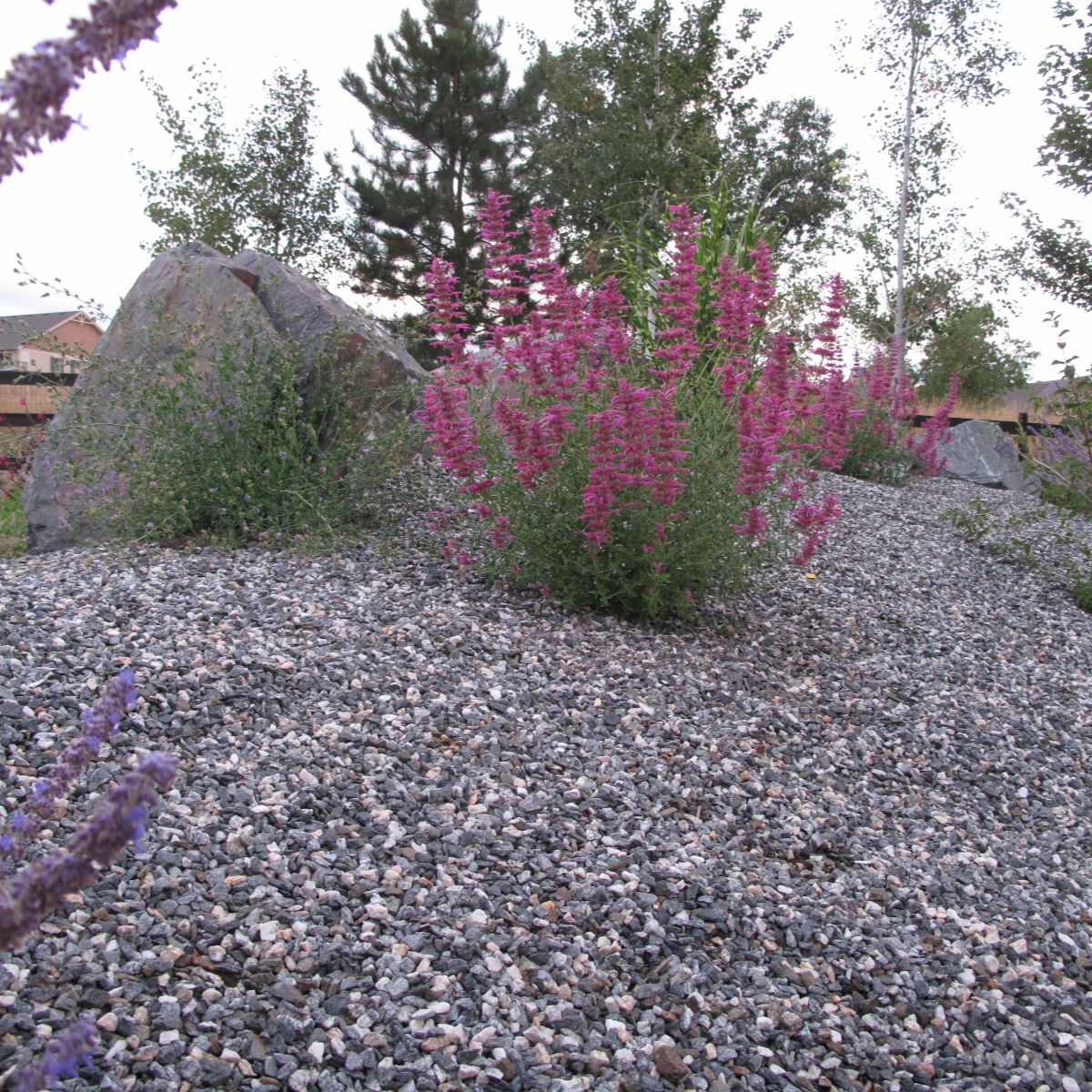 Drought-tolerant planting design — Front Range, Colorado