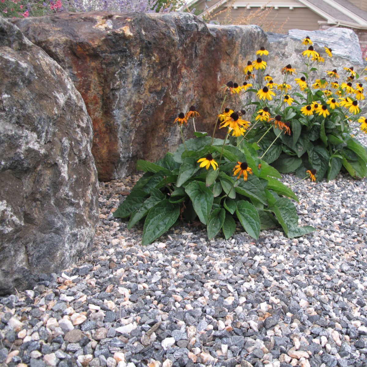 Native planting bed with gravel path — Front Range, Colorado