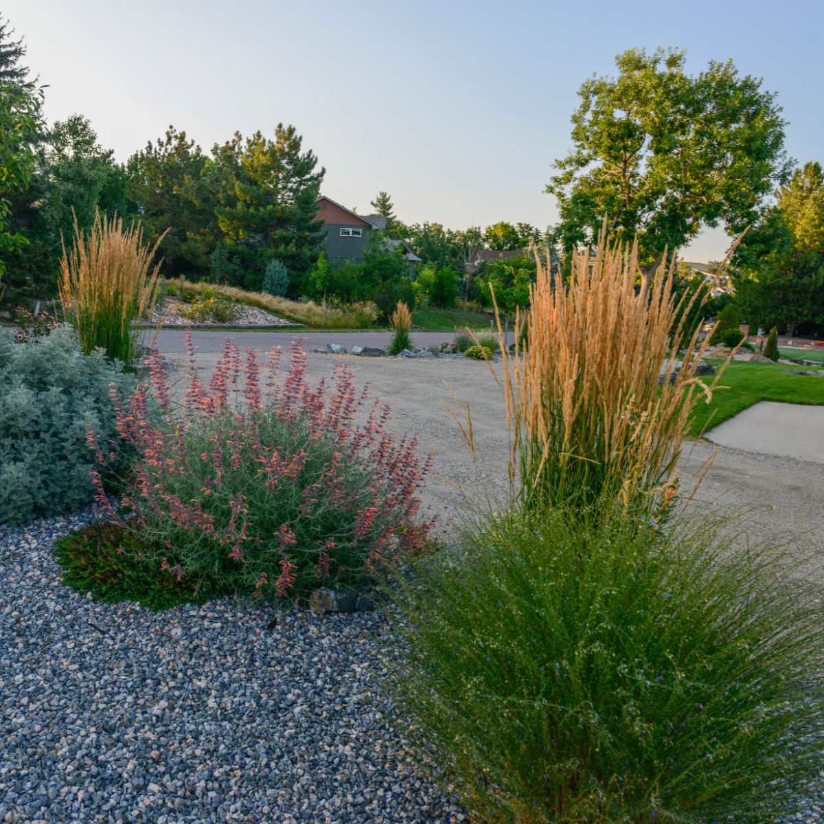 Drip-Irrigated Front Yard in Denver Colorado