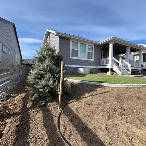 New turf established between paver banding — Littleton, Colorado